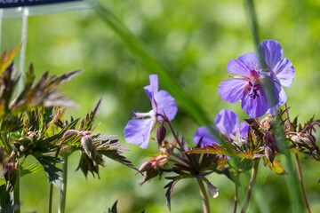 meadow geranium. blue flowers. blurred background with highlights and bokeh. close-up. colorful...