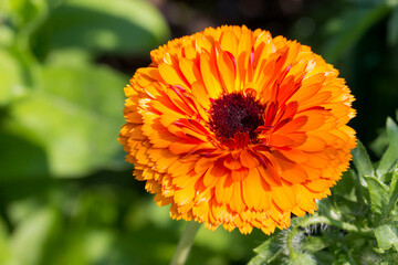 bright calendula flower. blurred background with highlights and bokeh. close-up. colorful photo...