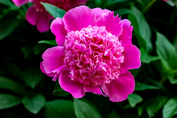 peony pink. blurred background with highlights and bokeh. close-up. colorful photo with natural lighting.