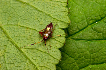 a vegetable bug on a green leaf. the natural environment. colorful macro photography. bokeh....