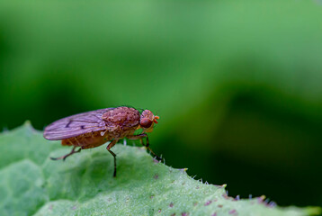 painting a fly before flying from a green leaf. colorful aerial photography. bokeh. blurred background. insect photo