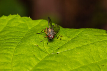 a one-legged fly. space for text. a colorful macro photograph. bokeh. a blurred background. a photograph of an insect. a close-up