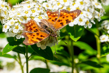 Polygonia butterfly on white spiraea flowers. close-up. colorful aerial photography. bokeh. blurred background