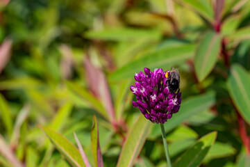 Allium bud . blurred background with highlights and bokeh. close-up. colorful photo with natural lighting.