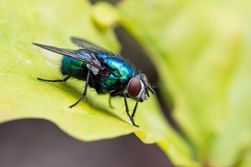 beautiful hairy blue meat fly. close-up. colorful macro photography. bokeh. blurred background. photo of an insect.