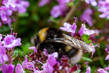 thyme flowers pollinated by a bumblebee. blurred background with highlights and bokeh. close-up....