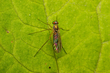 a small iridescent fly with long legs . close-up. colorful macro photography. bokeh. blurred...