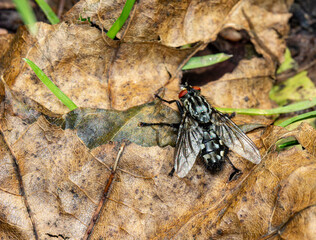 a beautiful hairy gray fly. on a dry leaf. close-up. colorful macro photo. bokeh. blurred...