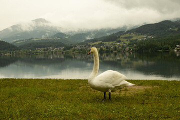 White swan looking at a lake in the Alps, wildlife of Austria