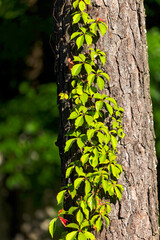 The tree trunk  overgrown with ivy.