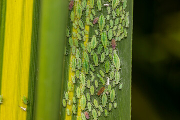 livestock for ants. Pets. close-up. colorful macro photography. bokeh. blurred background. photo of...