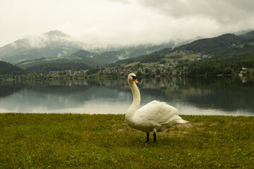 Swan by a lake in Hallstatt, misty Alps in Austria with wildlife