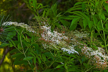Black elderberry (Sambucus nigra) blooms in nature in spring