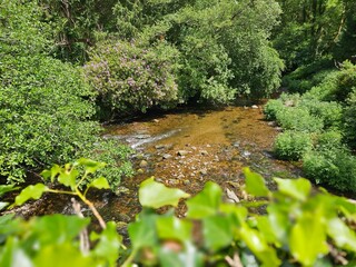 A river in summer in the beautiful hills of Ireland