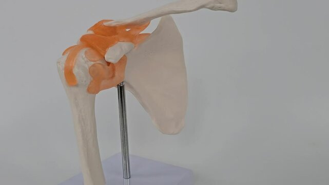 Understanding the anatomy and function of the human shoulder joint for medical education