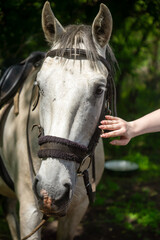 Horses harnessed for a ride on a sunny summer day.