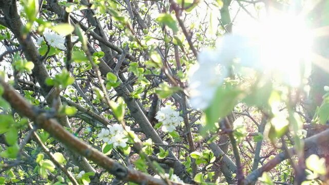 Pear blossoms in the soft sunlight at dawn. Beautiful white pear blossoms in the garden.