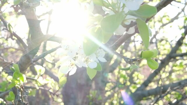 Pear blossoms in the soft sunlight at dawn. Beautiful white pear blossoms in the garden.