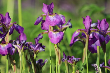 Purple sweet iris flowers in green meadow, iris pallida.