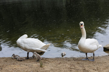 Two adult white swans with five fluffy cygnets on sandy riverbank in urban park environment on a...
