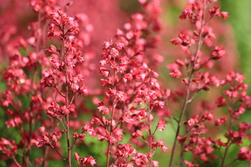 Heuchera. Red geyhera Paris flowers in the garden.