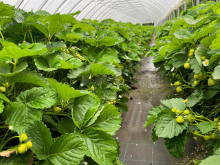 Many strawberry plants growing in a big greenhouse, industrial food production