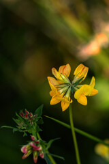 Verschiedene Blütenstadien des gewöhnlichen Hornklee
