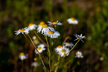 Mehrere echte Kamillenbl&uuml;ten, Nahaufnahme