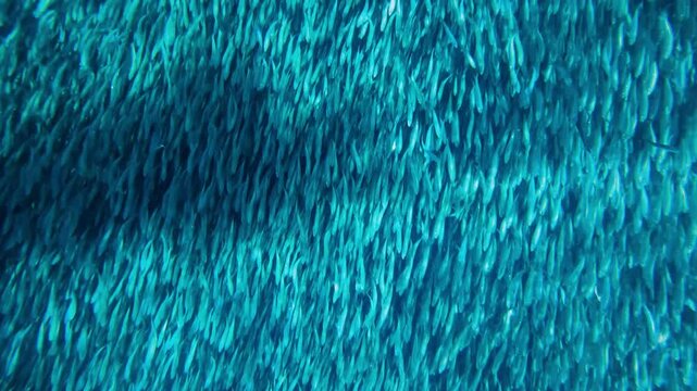 Hypnotic Underwater View of Dense Sardine School in Moalboal, Cebu, Philippines