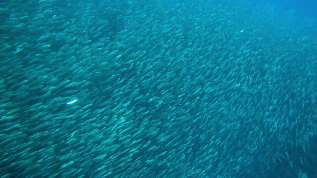 Hypnotic Underwater View of Dense Sardine School in Moalboal, Cebu, Philippines