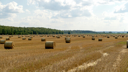 Hay circles after harvesting in the field
