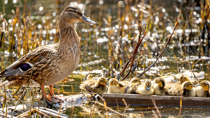 Duck with yellow chickens on the pond