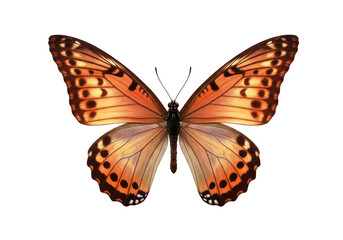 Isolated Orange and Brown Butterfly