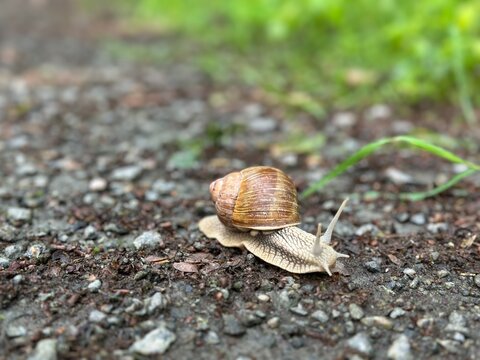 Snail on the road