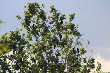TREE OF BIRDS