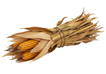 Isolated Bundle of Dried Corn Stalks Tied with Twine