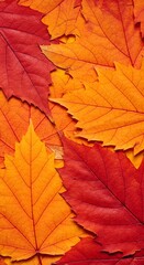 Fototapeta premium Autumn's Ember Glow