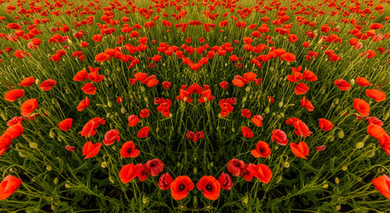 Obraz premium Radiant Red Poppies Blossoming in a Verdant Field On Summer Season