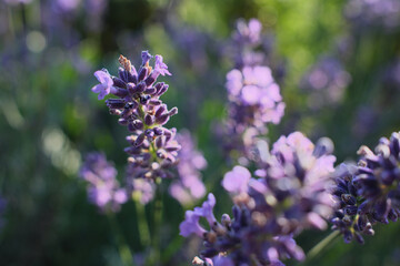 lavender