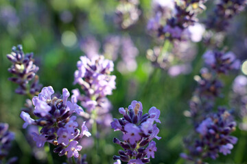 lavender