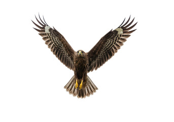 Obraz premium Isolated Majestic Hawk Flying Wide Wings Open Skyward