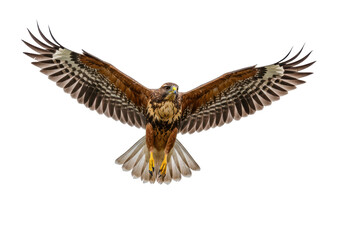Fototapeta premium Isolated Ferruginous Hawk Gliding with Open Wings