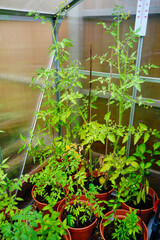Tomatoes growing in pots in a greenhouse