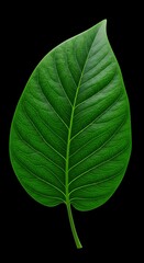 Obraz premium Emerald Silhouette