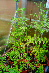 Tomatoes growing in pots in a greenhouse
