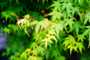 Close up of acer tree leaves in the spring