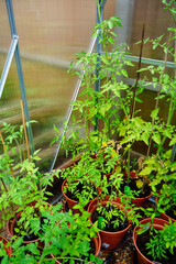 Tomatoes growing in pots in a greenhouse