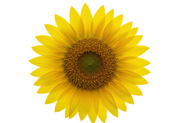 Fototapeta premium Isolated Bright and Cheerful Sunflower Blossom