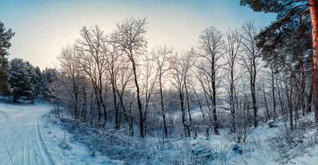 Panorama of winter forest on a sunny morning.