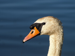 Close-Up of Elegant Swan Head with Water Droplets on Blue Water background